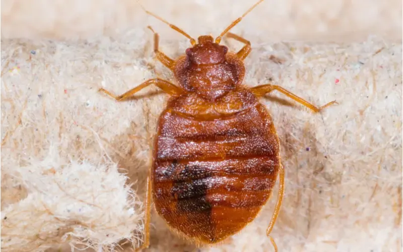 Picture of a bed bug crawling on a raised piece of fabric