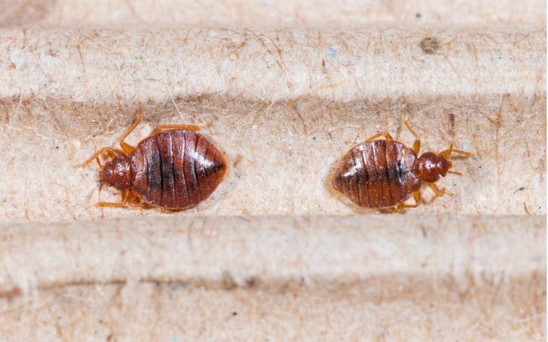 For a piece on bed bugs pictures, two such bugs crawling away from each other in brown color