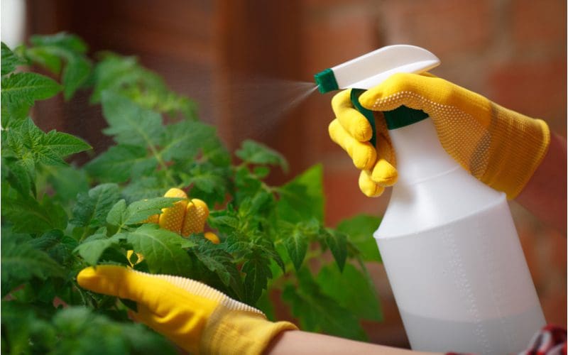 yellow gloved hand spraying plants with a squirt bottle to get rid of aphids
