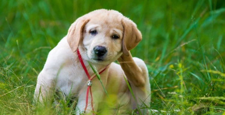 For a piece on how long can fleas survive without a host, a Golder Retriever puppy scratching his ears while sitting in a yard