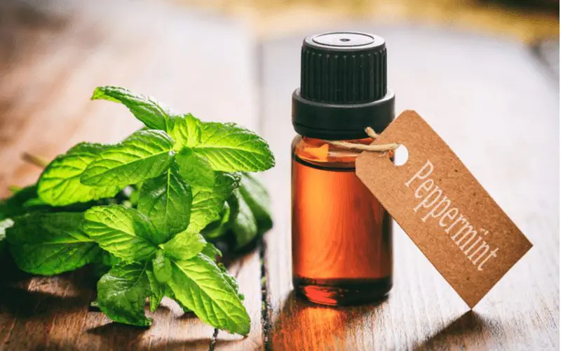 A vial of peppermint oil sits next to mint leaves on a table