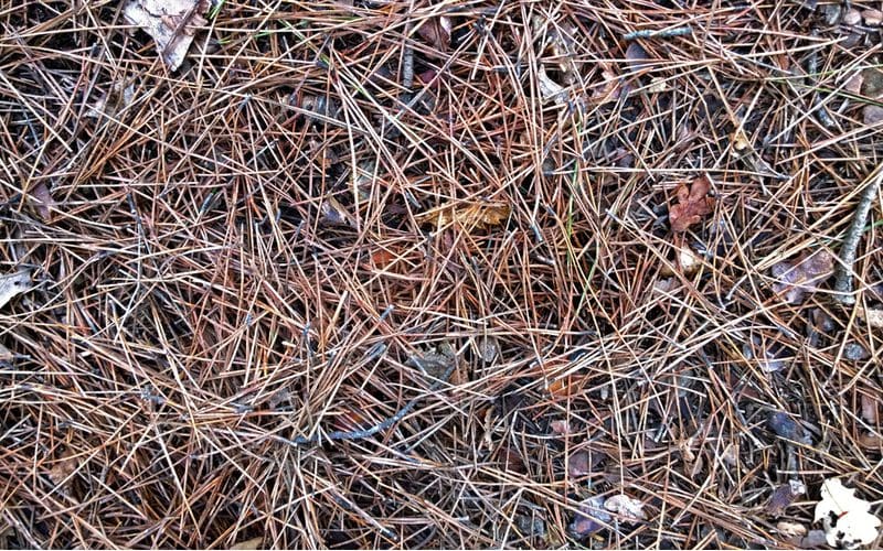 Bunch of pine needles sitting in a landscape bed as a great mulch alternative