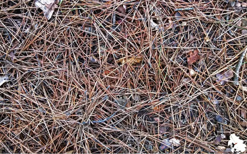 Bunch of pine needles sitting in a landscape bed as a great mulch alternative