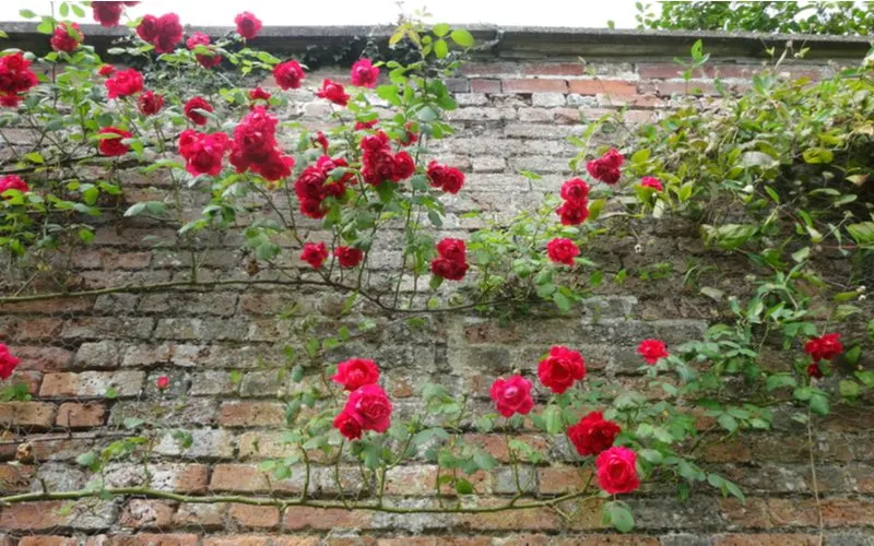 Red rambling rose climbing up a brick wall
