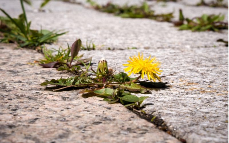 Dandelion laying dormant on a cement sidewalk