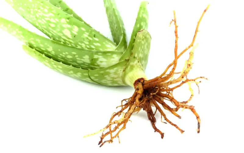Aloe vera plant tipped on its side and uprooted on a white background