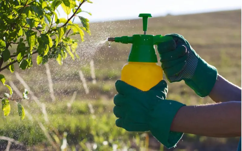 Man in green gloves sprays a commercial pesticide on a tree outdoor next to a cornfield