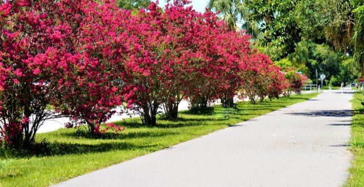 Red crepe myrtle bushes in full bloom on the side of a residential paved sidewalk