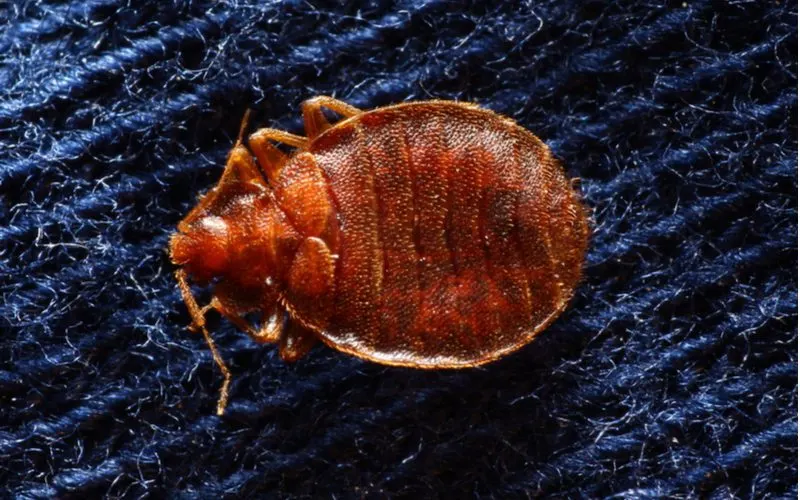 Close up bed bug picture of such a bug on a dark blue pillowcase
