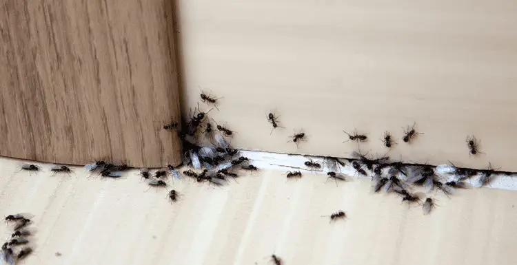How to Get Rid of Ants Permanently With 8 Simple Hacks