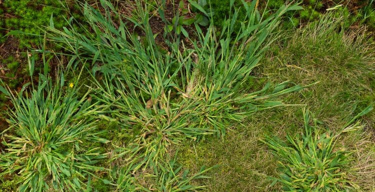Lawn filled with crabgrass in a close-up image because someone did not use crabgrass preventer
