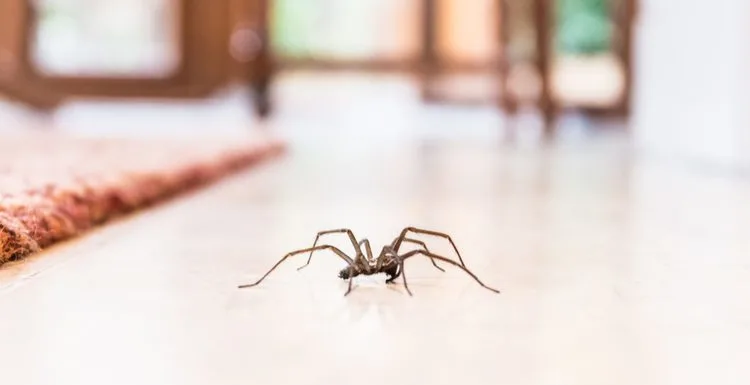 The 5 Types House Spiders You’ll See in 2024