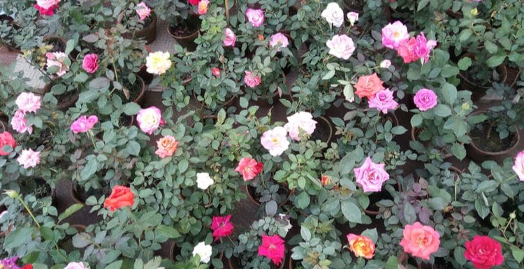 Various types of roses sitting in plants on a greenhouse floor