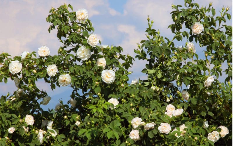 Alba, one of the many types of roses, blooming in radiant white blossoms against the blue sky