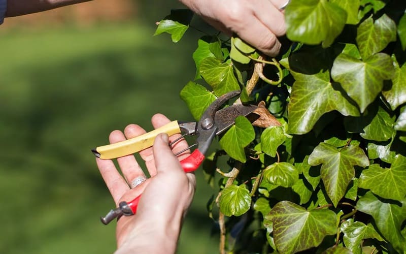 Cutting central vines with shears