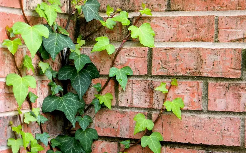 Most effective approach for removing ivy involves lots of manual labor and, often, repeated applications of pesticides.