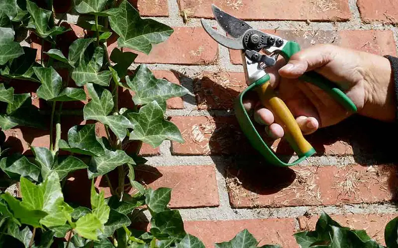 Ivy removal from a brick house wall with the help of a secateurs.