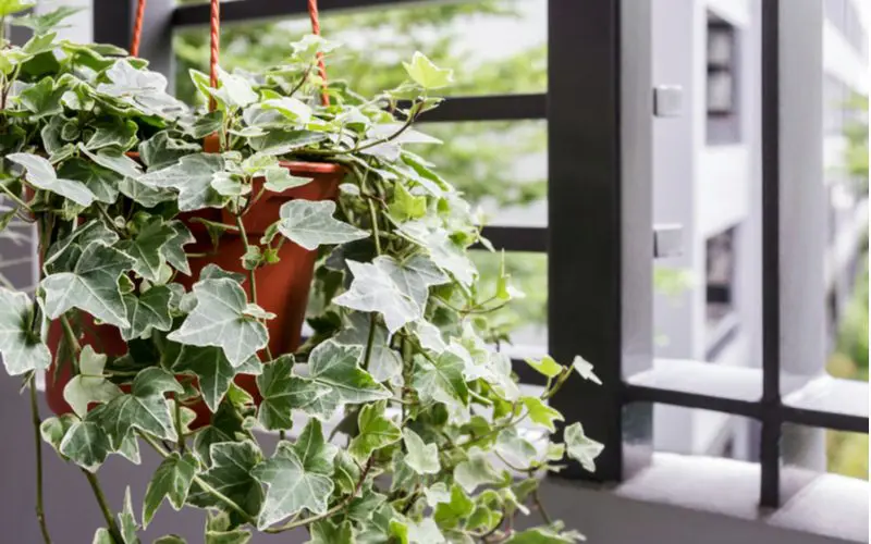 For a piece on how to get rid of English Ivy, a plant sits on an outdoor patio garden