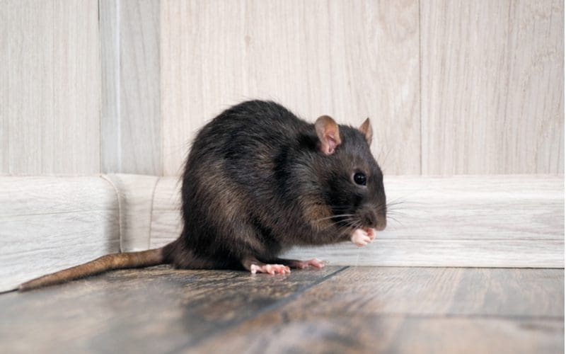 Image for a piece on how to get rid of rats showing such a pest eating with his two front paws on a wood floor