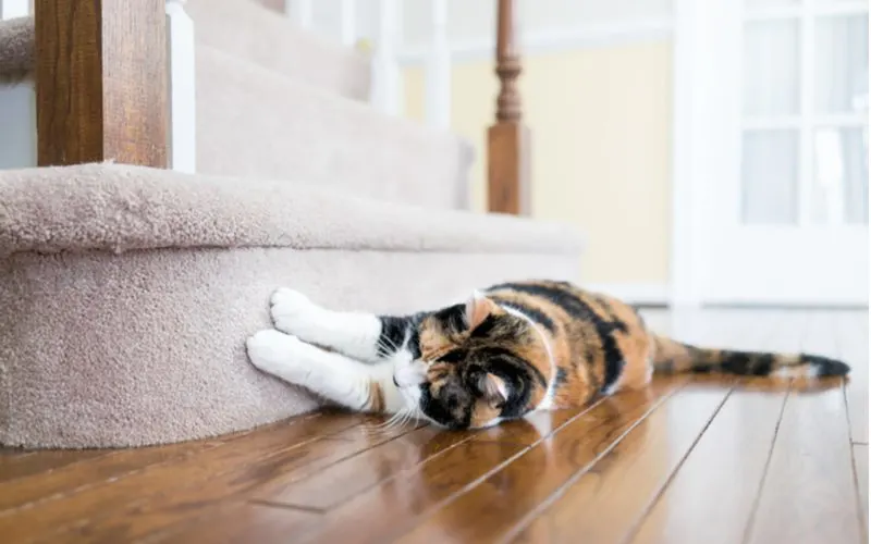 Carpeted steps with a cat scratching at the carpet stair trim