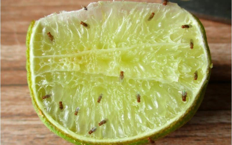 For an image on how to get rid of fruit flies, a bunch of these insects stick to a half-cut lime