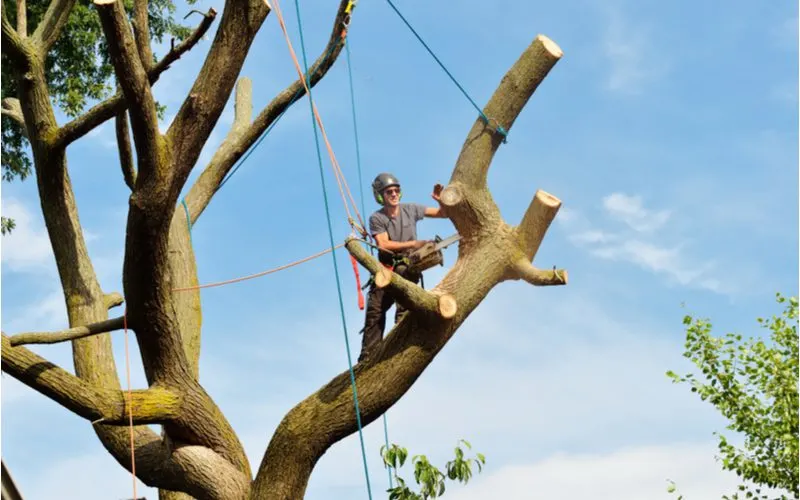 To illustrate size of tree affecting the tree removal cost, a guy in a huge tree hangs from a rope while cutting a branch