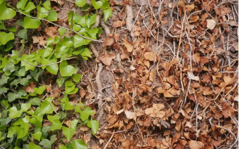 Side by side image of a dead ivy plant after someone killed it naturally