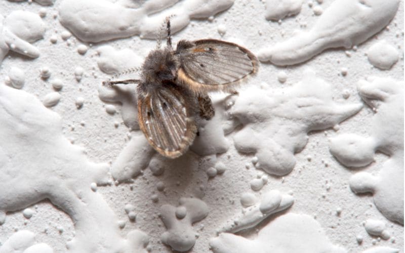 As an image for a piece on how to get rid of drain flies, a hairy fly sits on a small piece of drywall