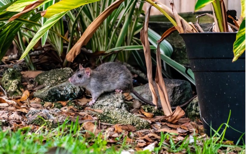 Rat crawling in a landscaping bed below a plant to illustrate how to get rid of rats
