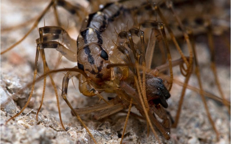 A common house centipede feeding on a spider while sitting on a log