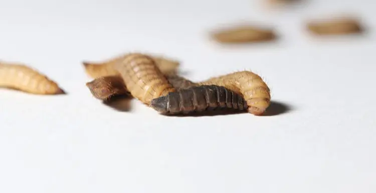 How to Get Rid of Little Black Worms | Step-by-Step Guide