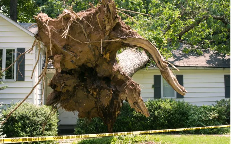 Tree that fell over in a storm is uprooted and will have a huge removal cost because it's on a roof