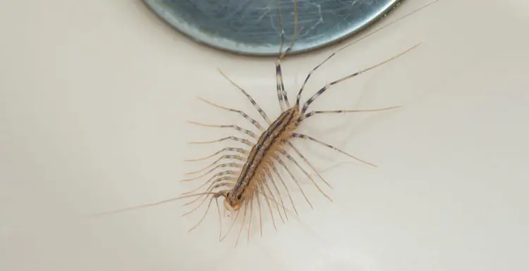 Close-up image of a house centipede crawling in a sink by a drain
