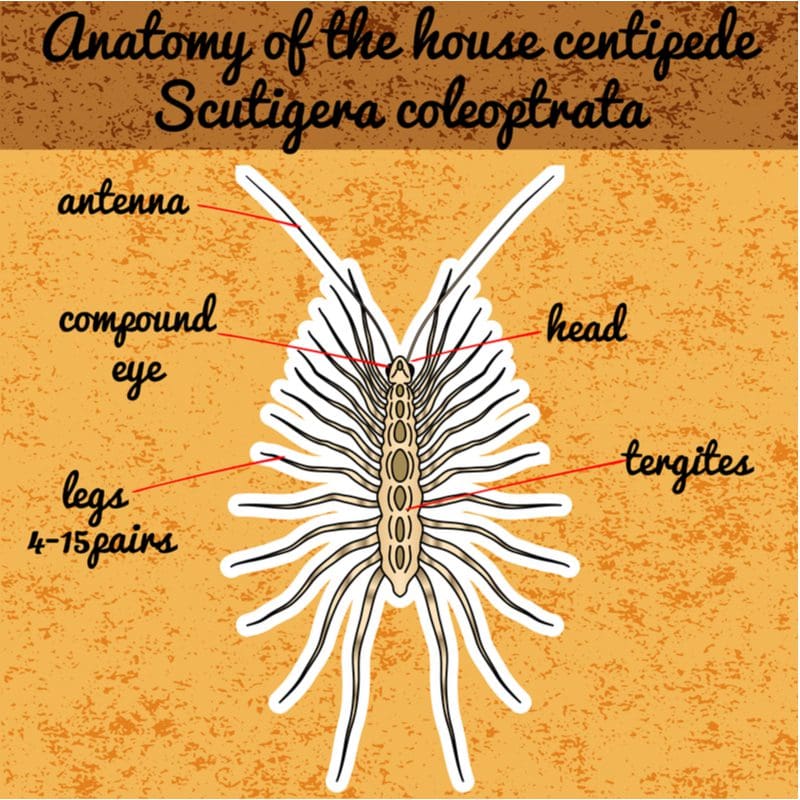 Drawing featuring the anatomy of a common house centipede featuring its various parts