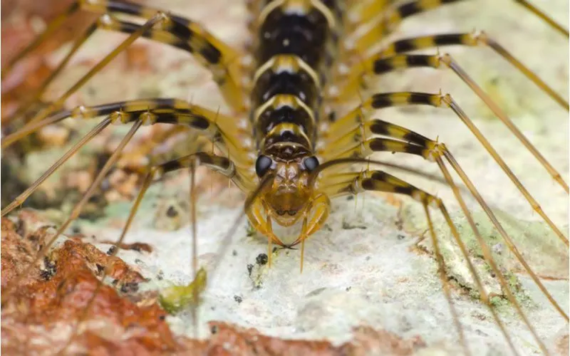 House centipede sitting on a log and looking at the camera in an extreme close-up shot