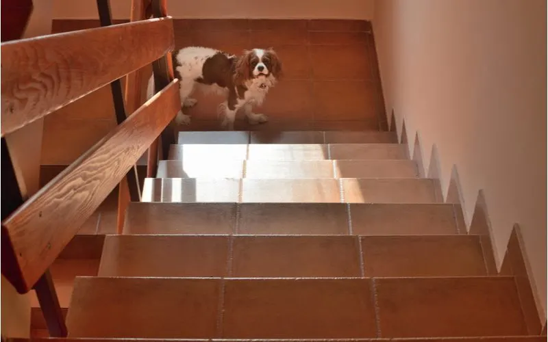 Tile stair trim idea featuring terra cotta tile stairs and a dog looking up at the camera