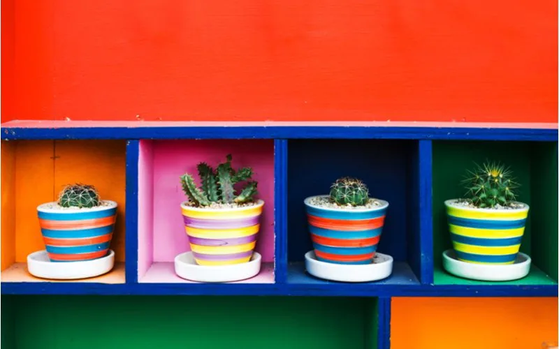 Potted succulents, often found in Mexican kitchens, in little painted jars and cubbies