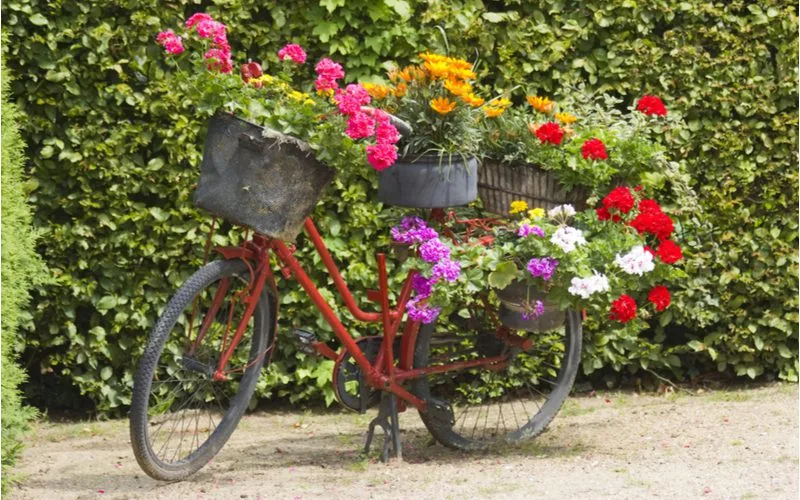 Old rusty bicycle to which flower planters are attached as an idea for front of house landscaping ideas