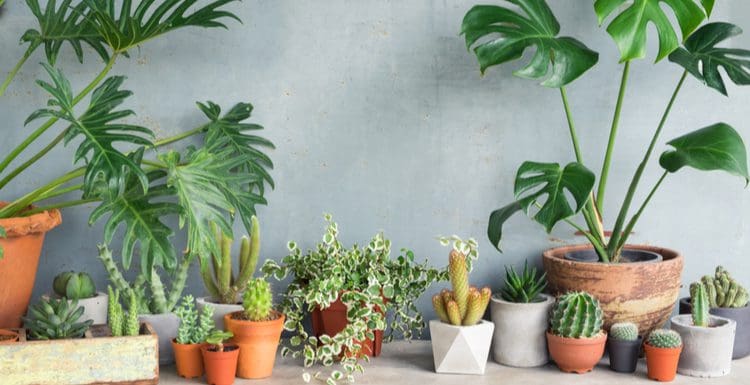 Tropical house plants in a row next to succulents in a grey room
