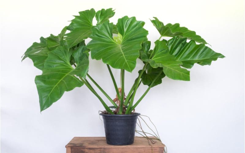 Potted tropical house plant named Elephant Ear sits in a simple black plastic pot with roots growing out in front of a white wall and on a wood end table