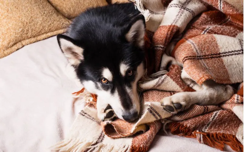 Husky dog curled up in a plaid blanket for a roundup on men's bedroom ideas
