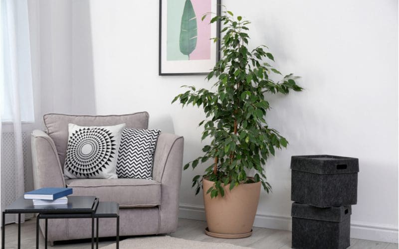 Ficus Benjamina tropical house plant sits in a large light brown pot next to a grey upholstered chair on a grey tile floor