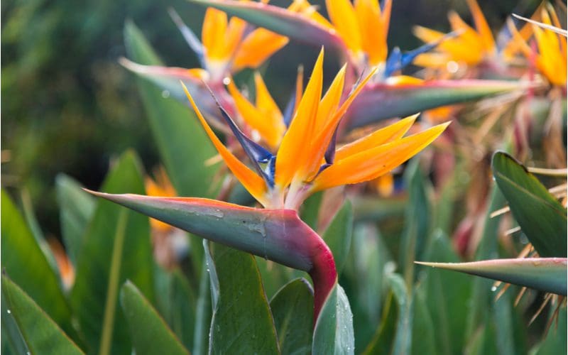 A bird of paradise tropical house plan in a field of other plants with gorgeous orange leaves attached to thick and girthy stems