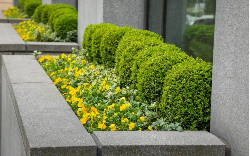 Idea for landscaping in the front of a house with block concrete planters in which sit boxwoods and yellow flowers