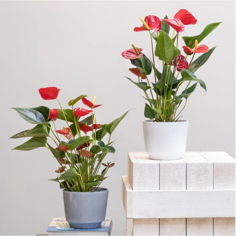 Anthurium tropical house plants sitting in grey and white pots on a wooden block planter stand