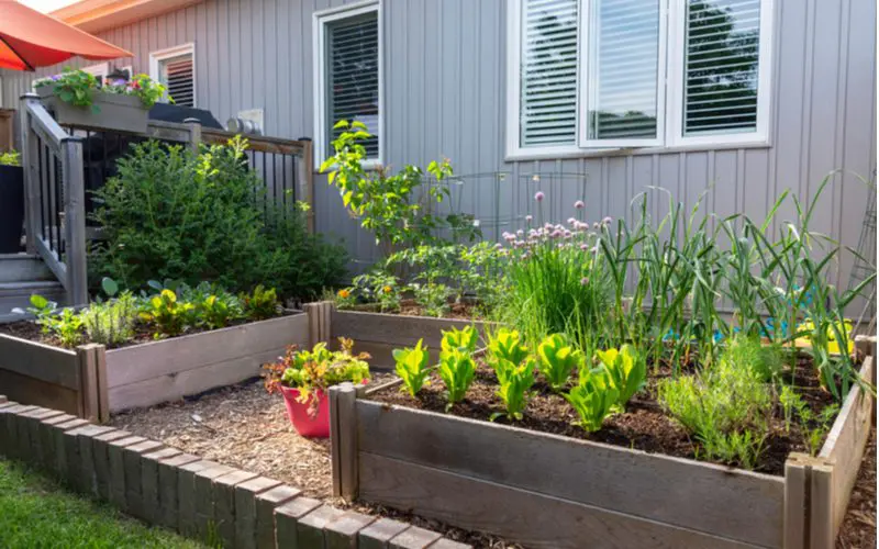 Raised wooden garden beds in the middle of a mulch bed surrounded by vertically-stacked bricks for a piece on front of house landscaping ideas
