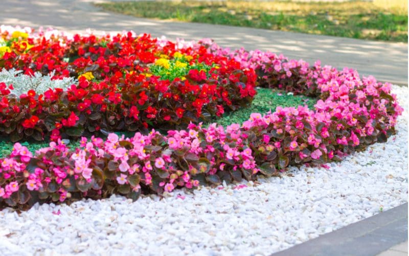 Piece on flower bed ideas with lots of small white rocks alongside red and purple flowers