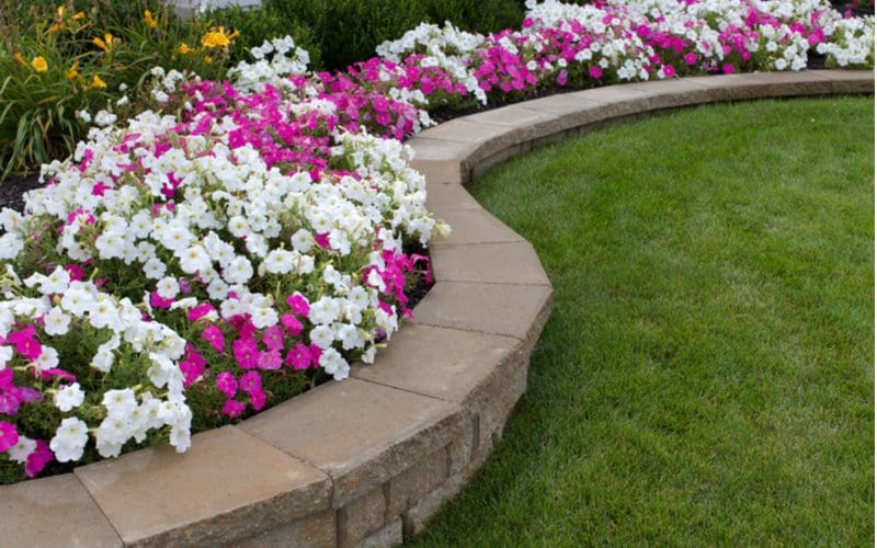 For a piece on flower bed ideas, a bunch of white and purple flowers sitting in a wavy block retaining wall
