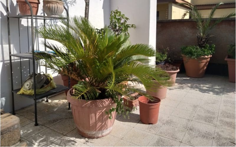 As an idea for a tropical house plant, a majestic palm tree sits in a fancy clay pot outside on a patio inside a walled compound