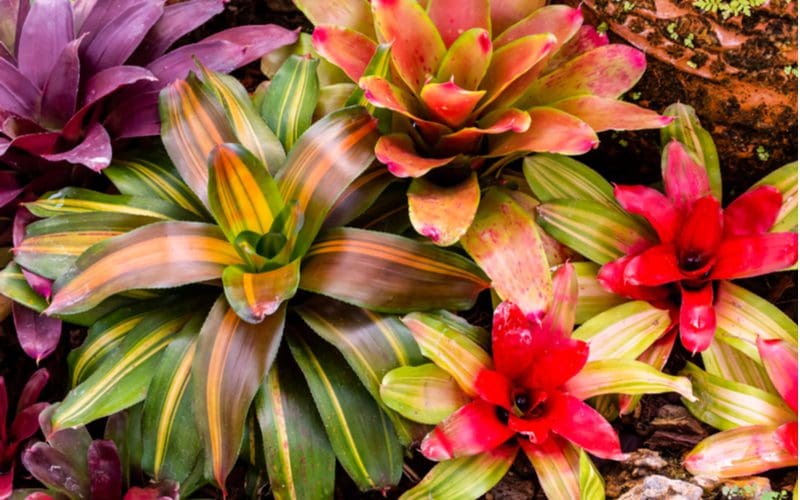 Bromeliad tropical house plant sits in a garden outside